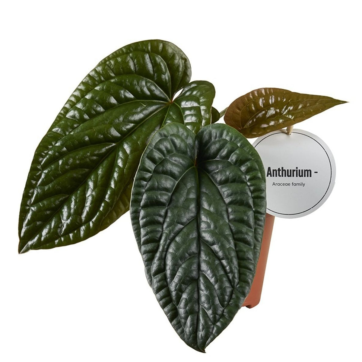 Anthurium luxurians × radicans – The Velvet Hybrid