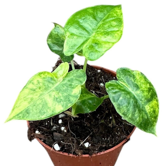 Alocasia gageana 'Aurea'