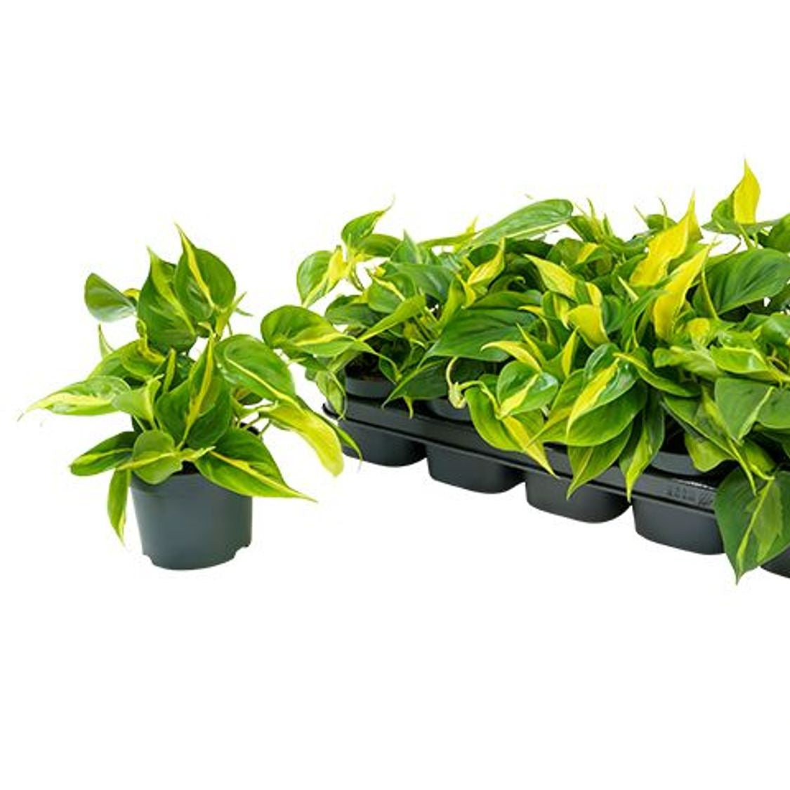 Philodendron scandens 'Brasil'