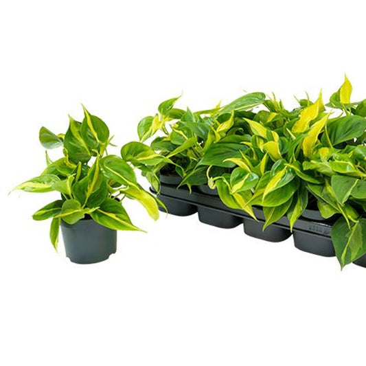 Philodendron scandens 'Brasil'