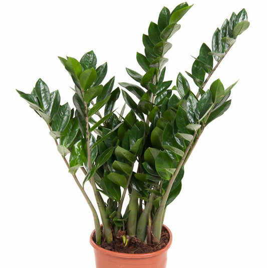 Zamioculcas zamiifolia – ZZ Plant