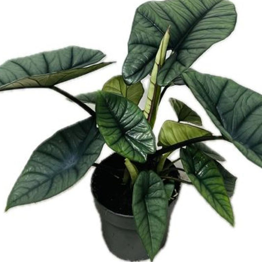 Alocasia 'Platinum'