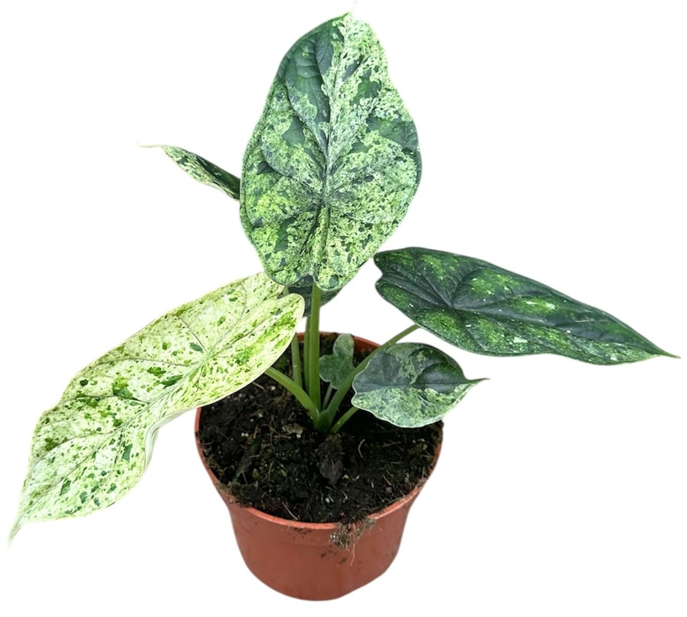 Alocasia 'Dragon Scale Mint'