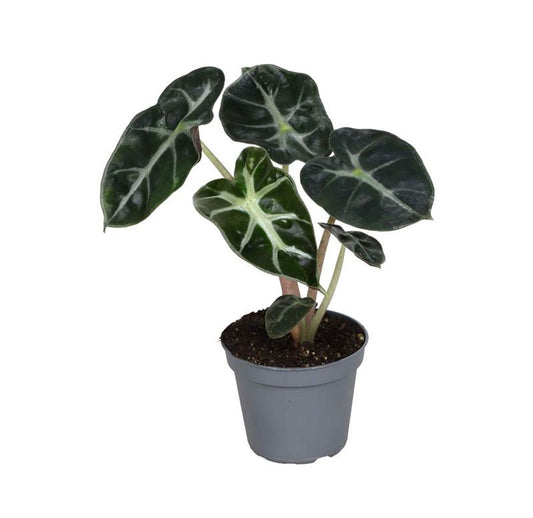 Alocasia 'Balloon Heart' – The Heart of the Jungle