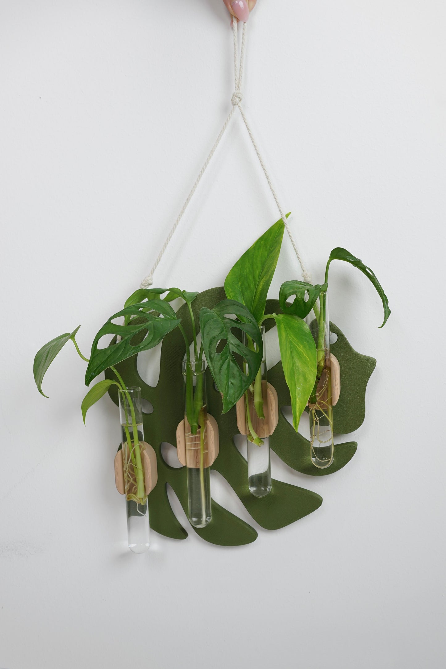 Monstera Leaf Wall-Mounted Propagation Station