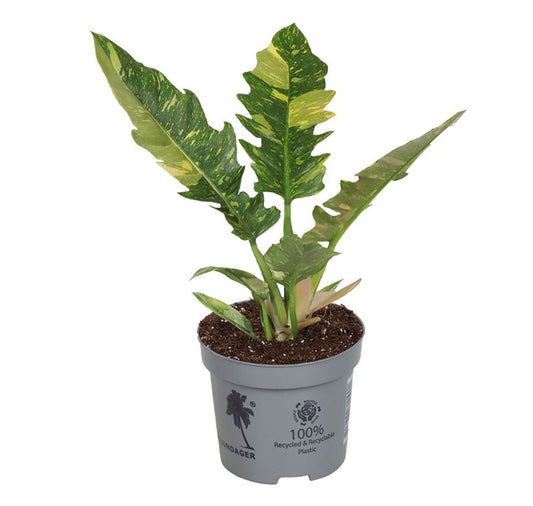 Philodendron 'Ring of Fire' – The Fiery Collector
