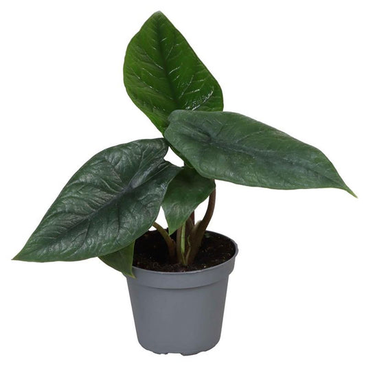 Alocasia scalprum – The Iron Leaf