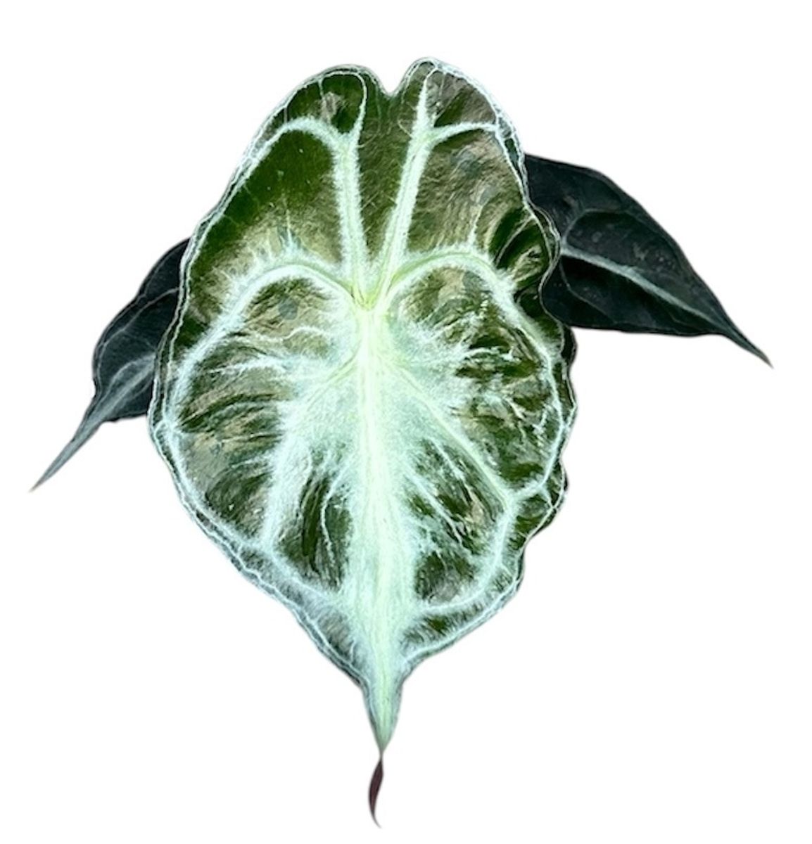 Alocasia 'Venom'