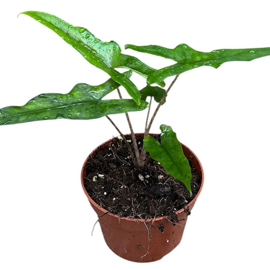Alocasia 'Sabrina' – The Emerald Arrow