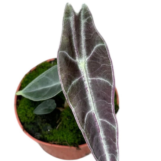 Alocasia longiloba 'Purple' – The Purple Jewel