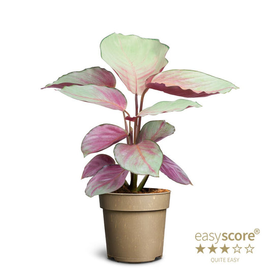Calathea 'Silver Plate' – The Silver Beauty