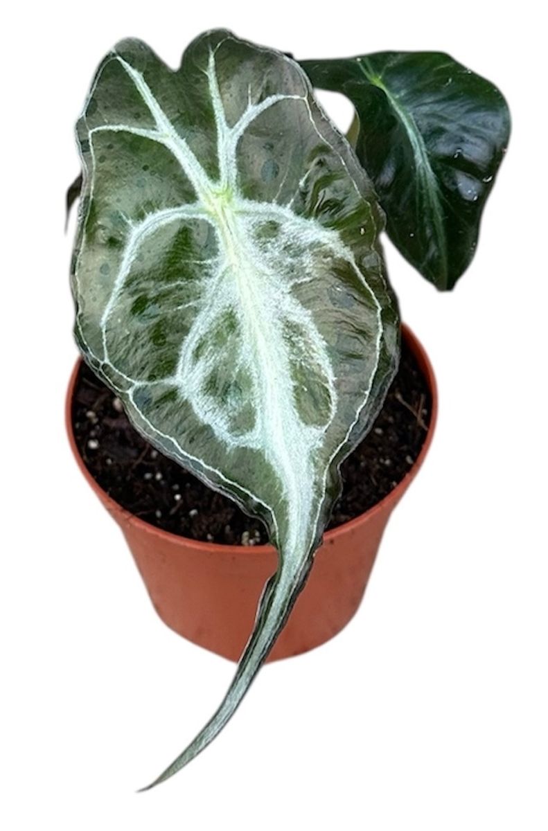 Alocasia 'Venom'