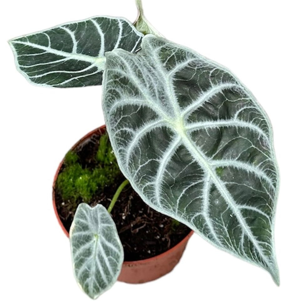 Alocasia 'Watsoniana Lightning'