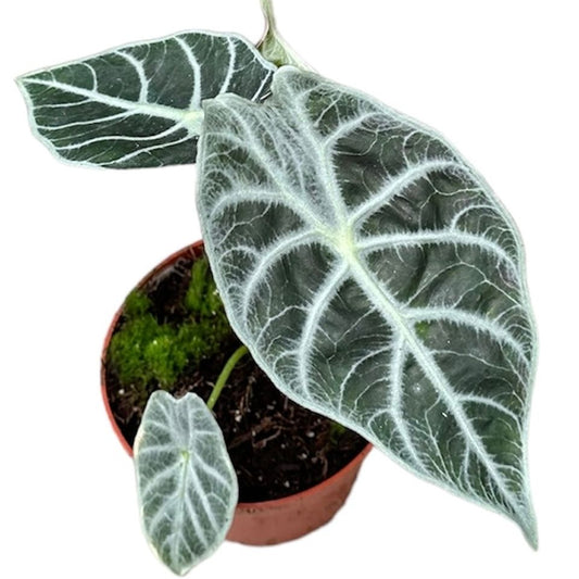 Alocasia 'Watsoniana Lightning'