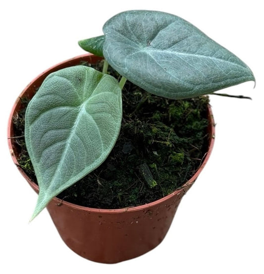 Alocasia 'Maharani' – The Grey Jewel