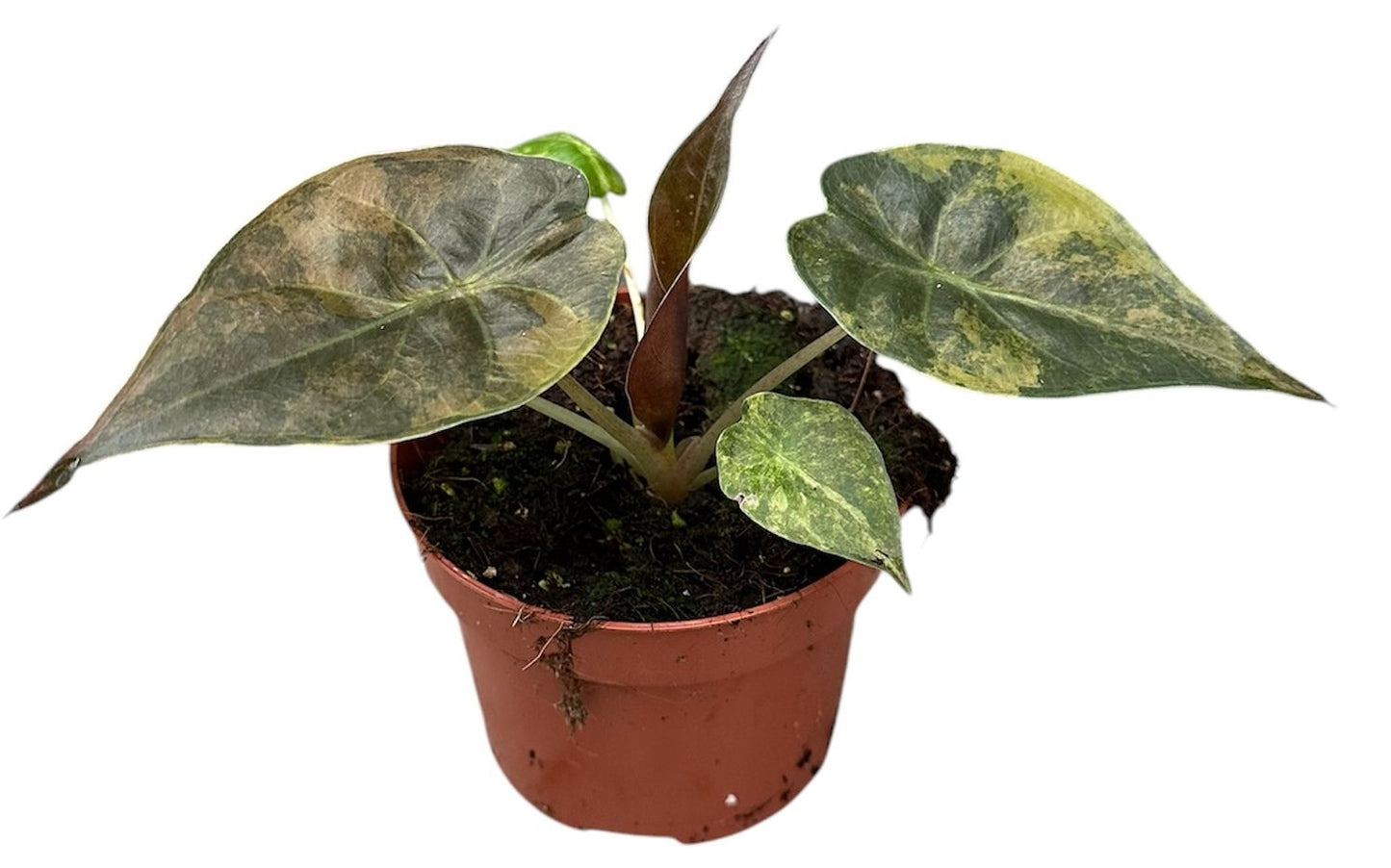 Alocasia wentii 'Aurea'