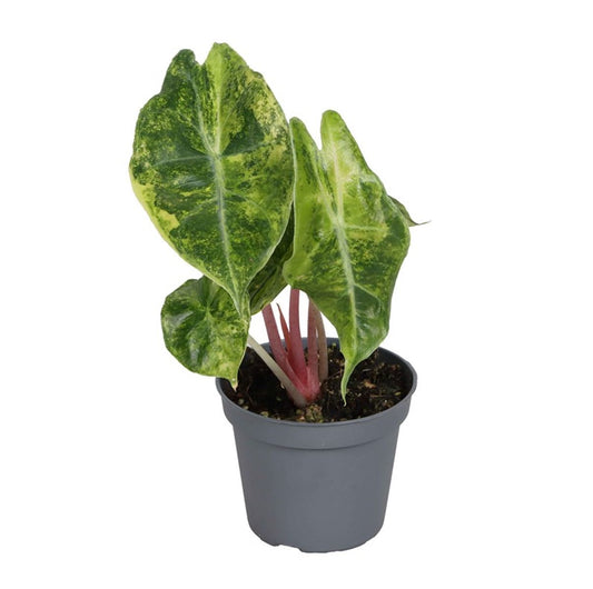 Alocasia 'Nairobi Nights Aurea' – The Golden Shadow