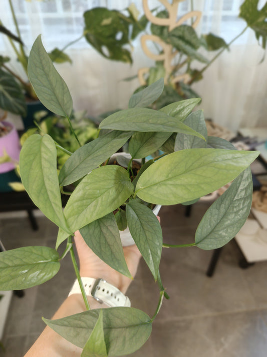 Epipremnum pinnatum 'Cebu Blue'