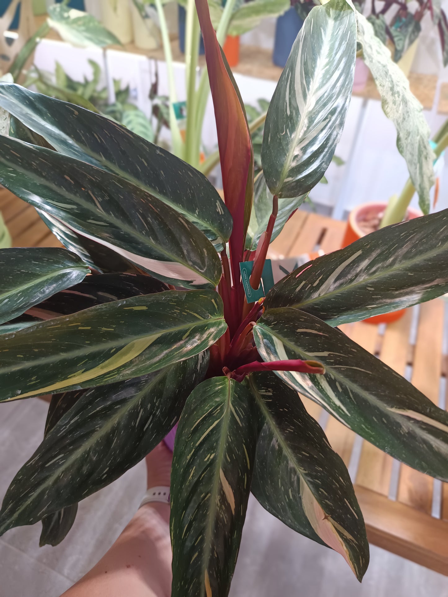 Stromanthe sanguinea 'Triostar' (Calathea Triostar)