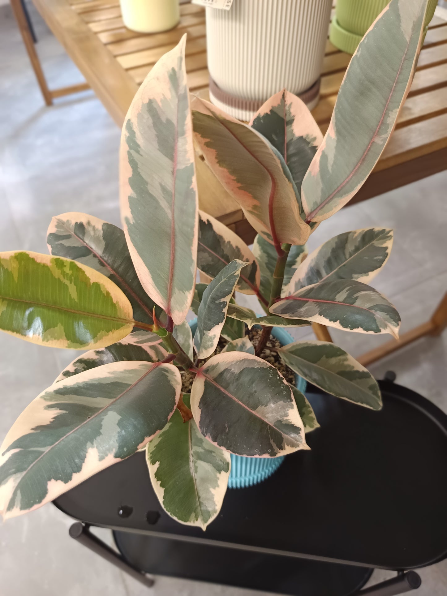 Ficus elastica 'Belize'