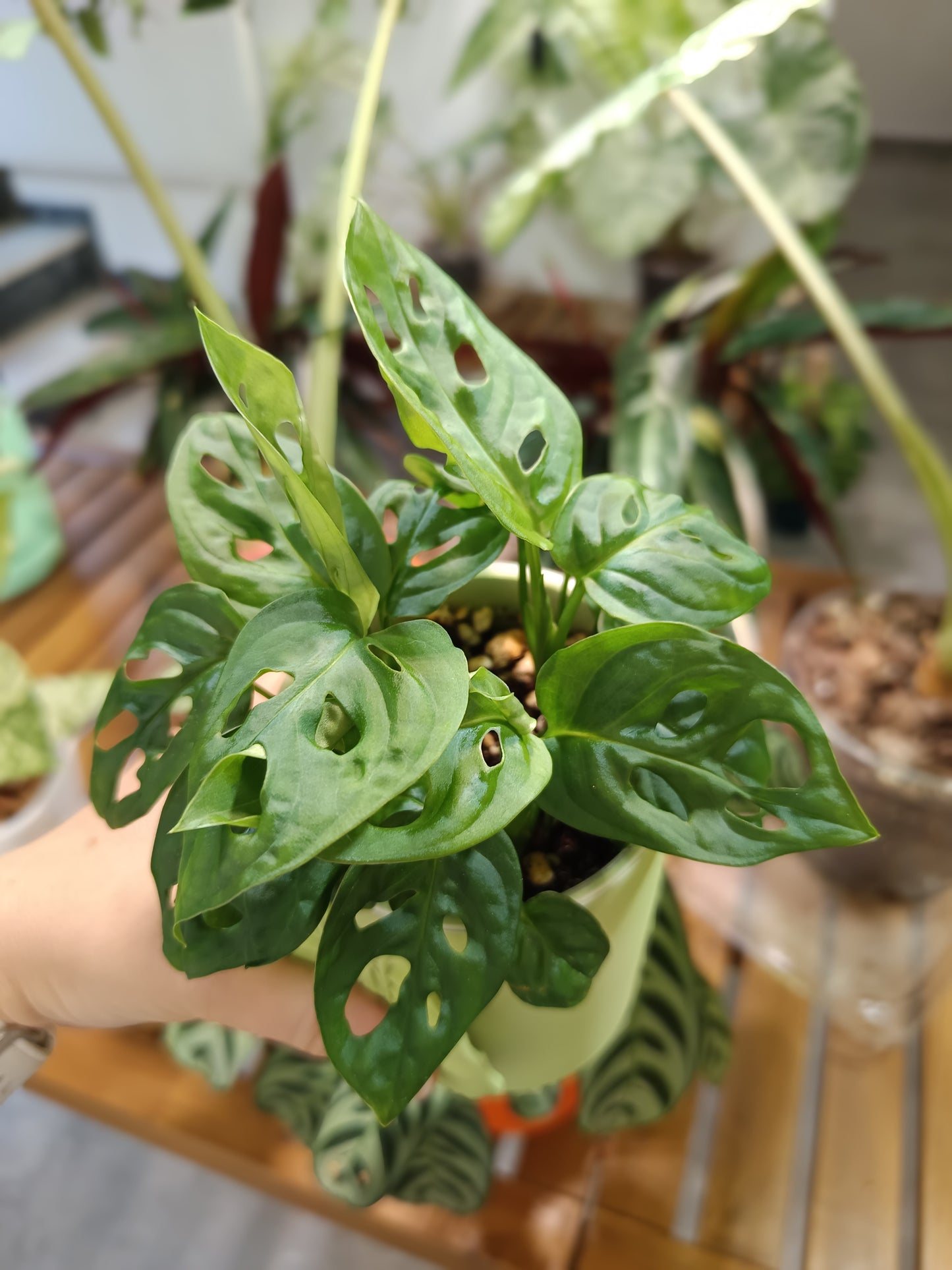 Monstera adansonii