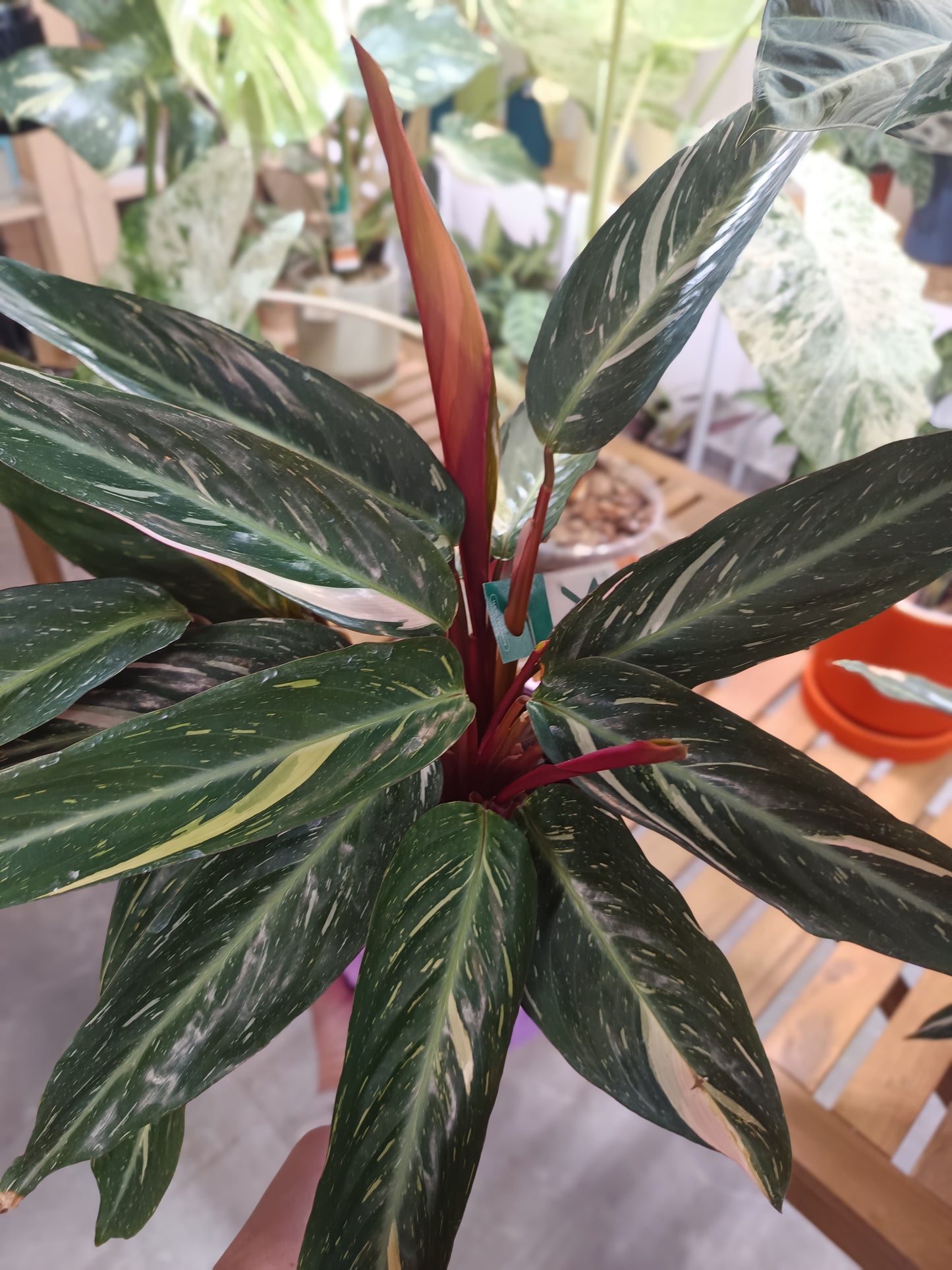 Stromanthe sanguinea 'Triostar' (Calathea Triostar)