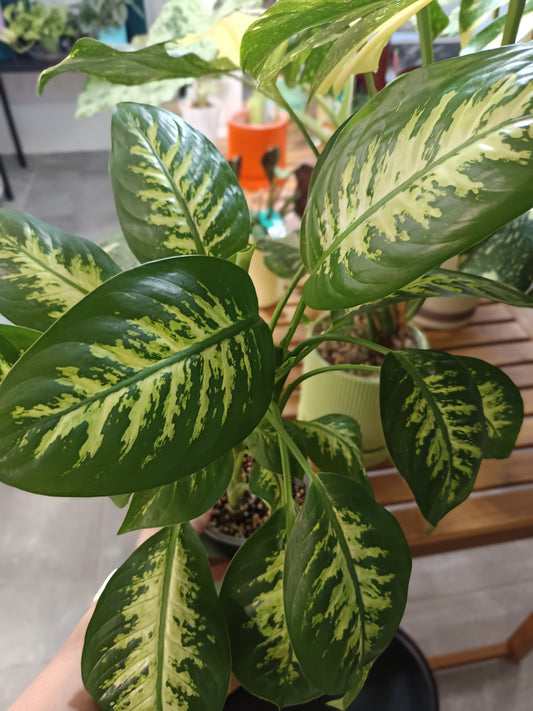 Dieffenbachia compacta