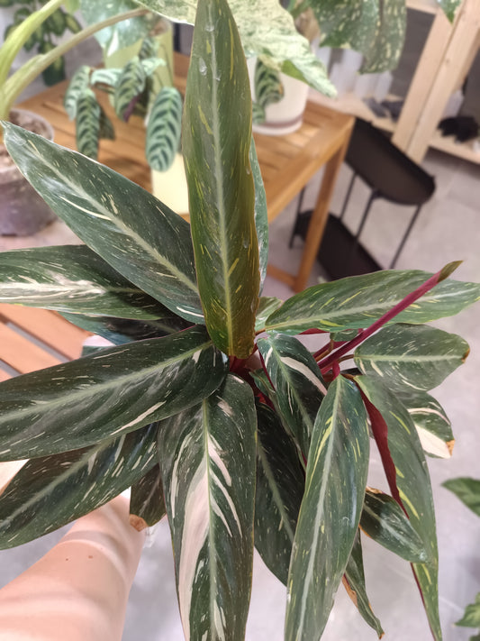 Stromanthe sanguinea 'Triostar' (Calathea Triostar)