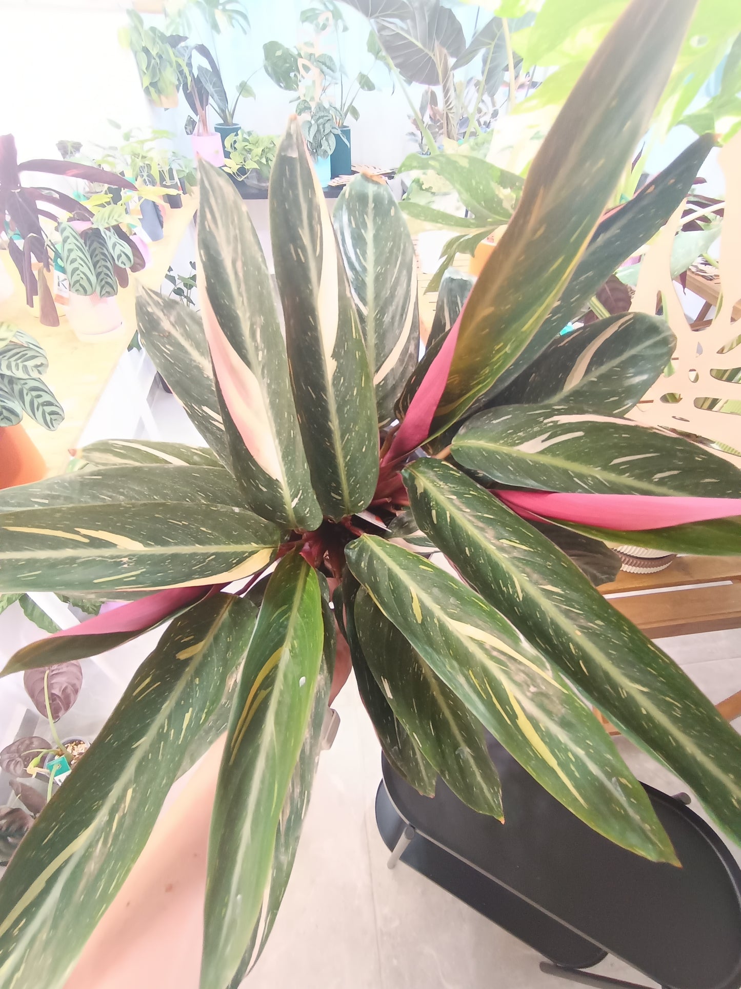 Stromanthe sanguinea 'Triostar' (Calathea Triostar)