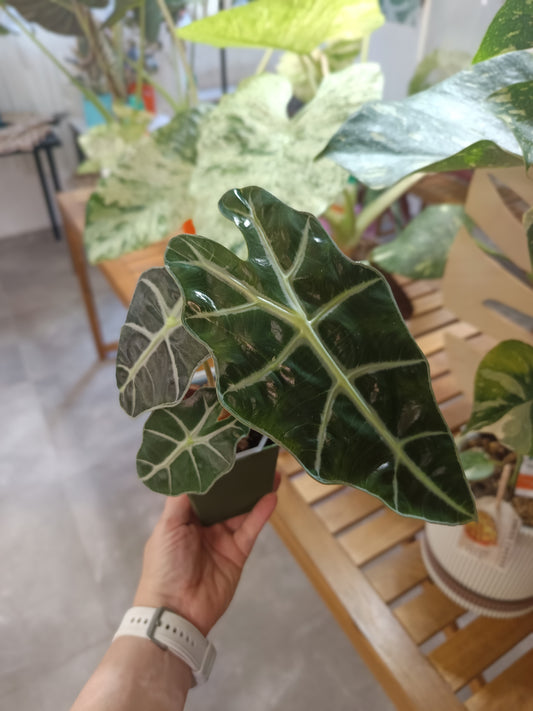 Alocasia 'Polly'
