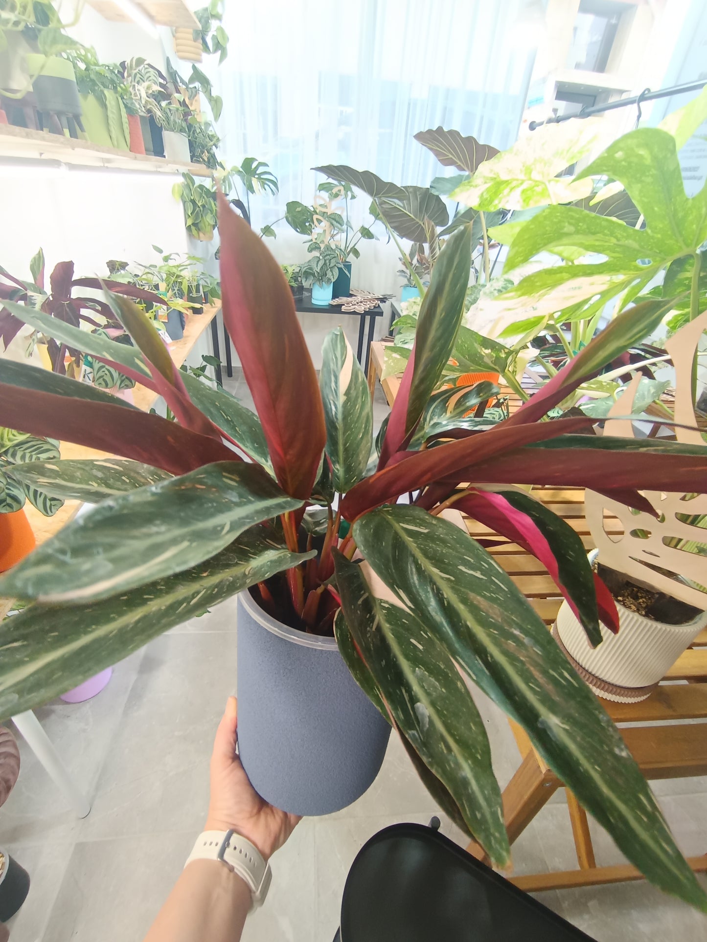 Stromanthe sanguinea 'Triostar' (Calathea Triostar)