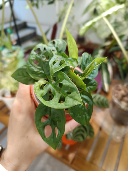 Monstera adansonii