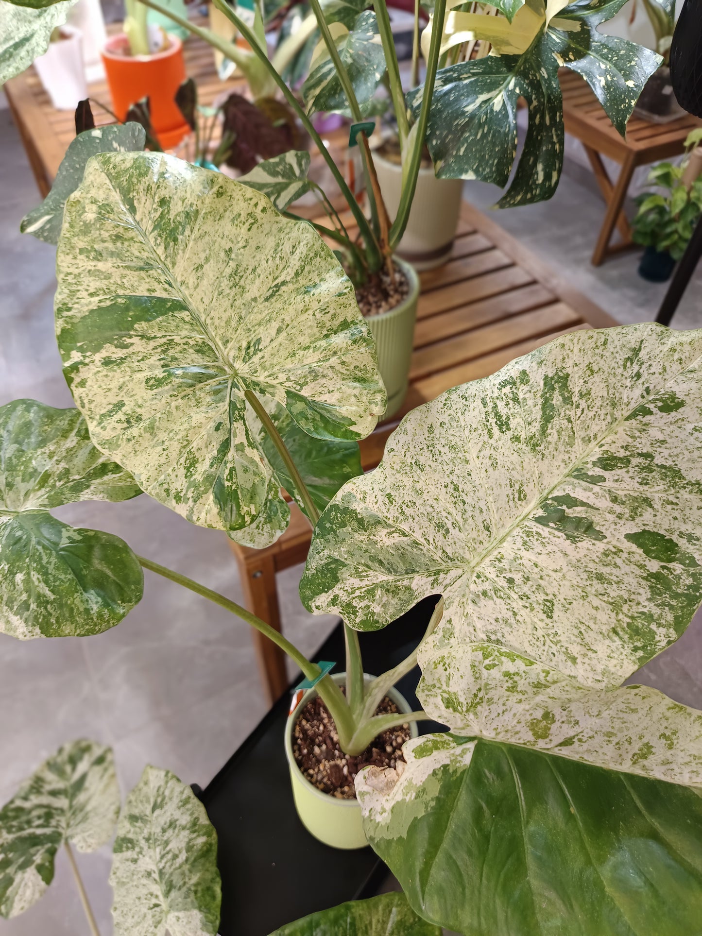 Alocasia macrorrhizos 'Camouflage'