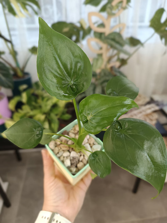 Alocasia cucullata