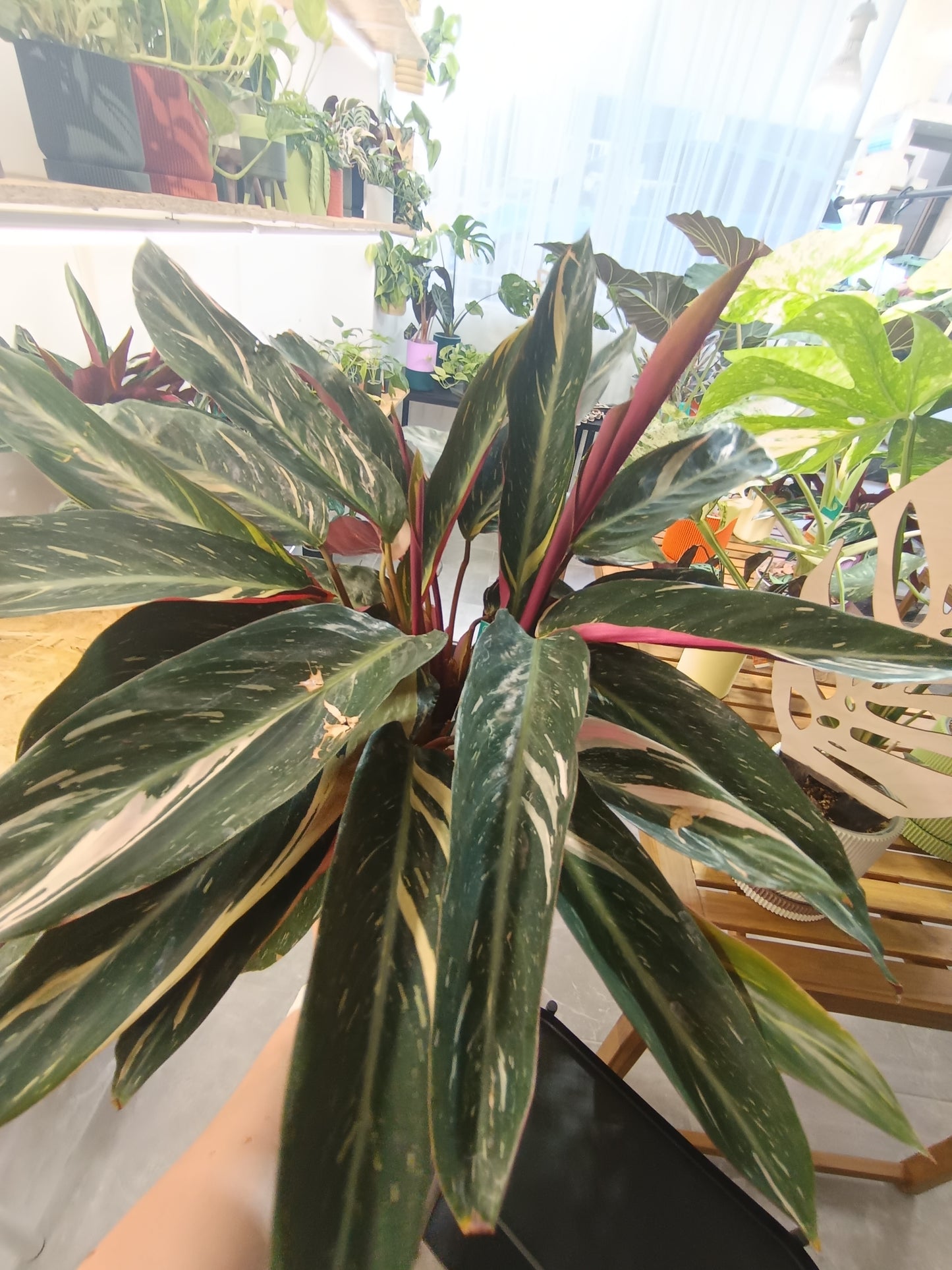 Stromanthe sanguinea 'Triostar' (Calathea Triostar)