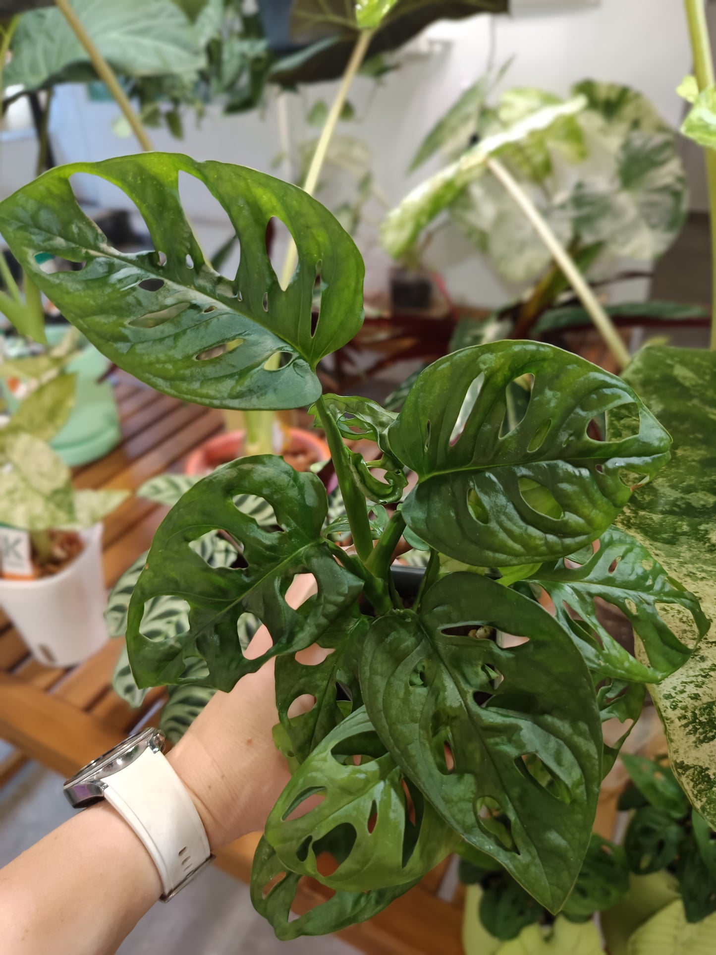Monstera adansonii