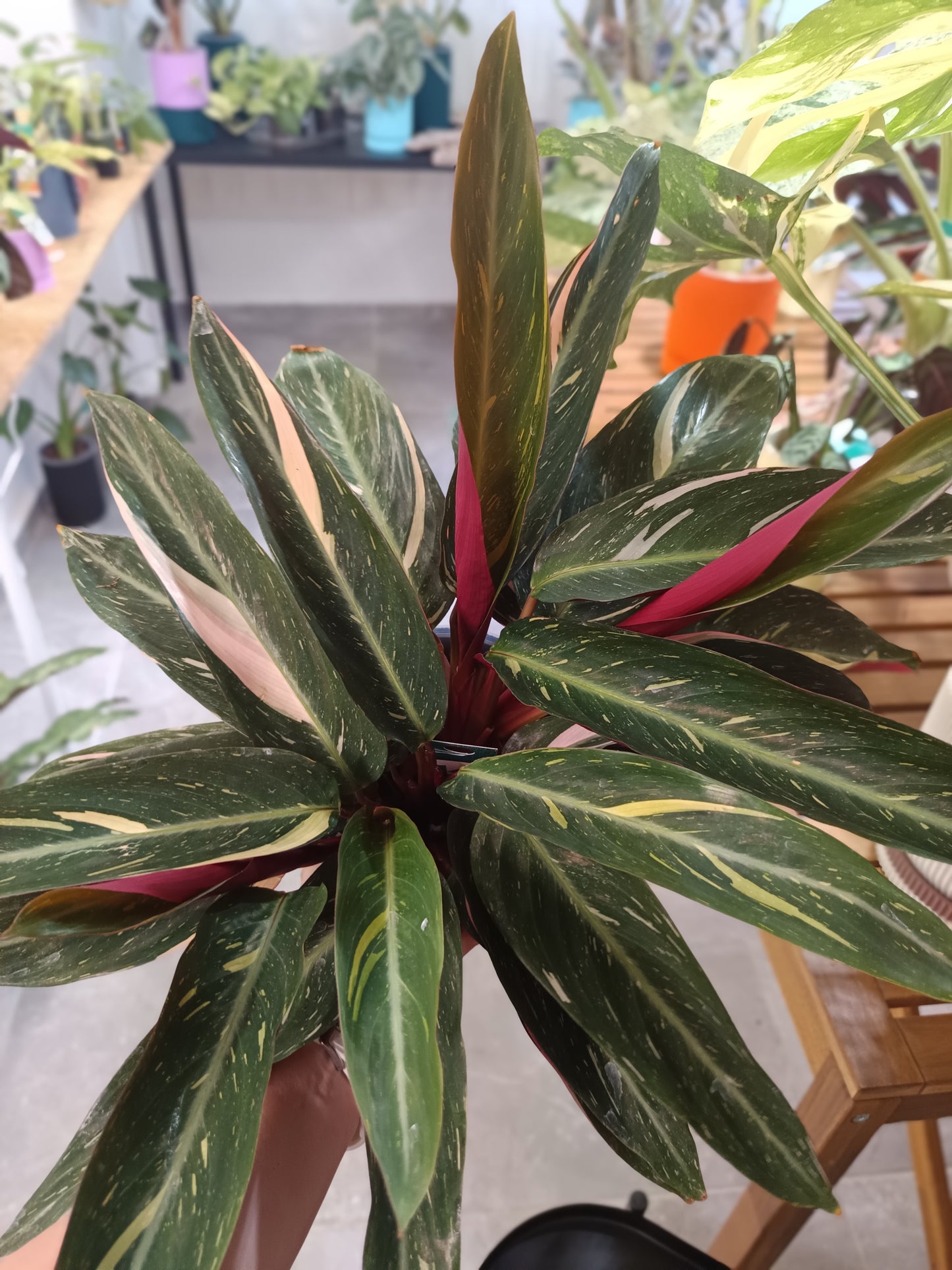 Stromanthe sanguinea 'Triostar' (Calathea Triostar)