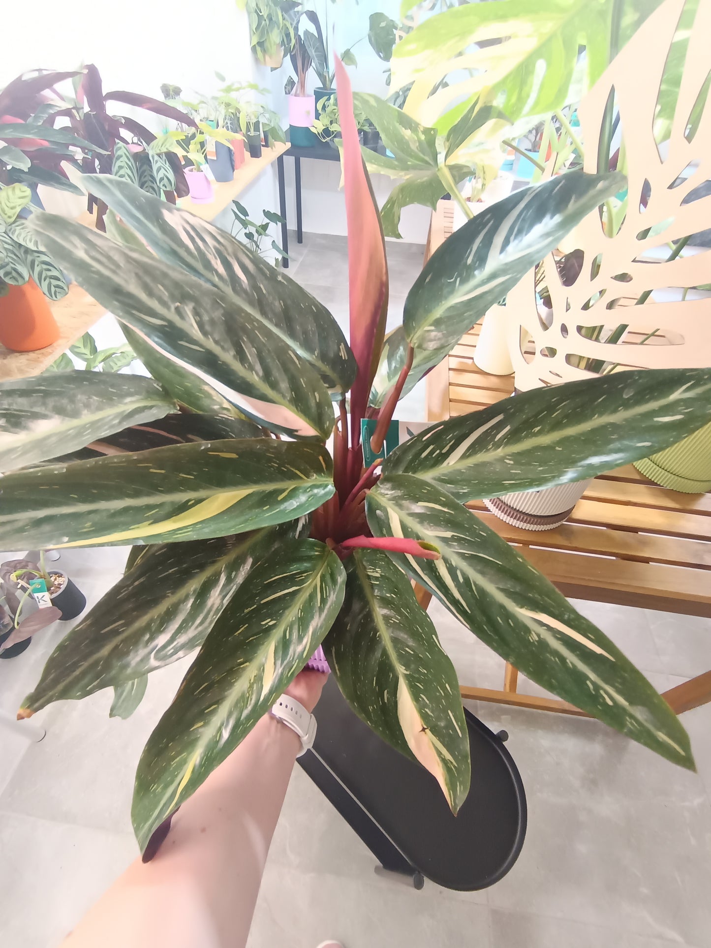 Stromanthe sanguinea 'Triostar' (Calathea Triostar)