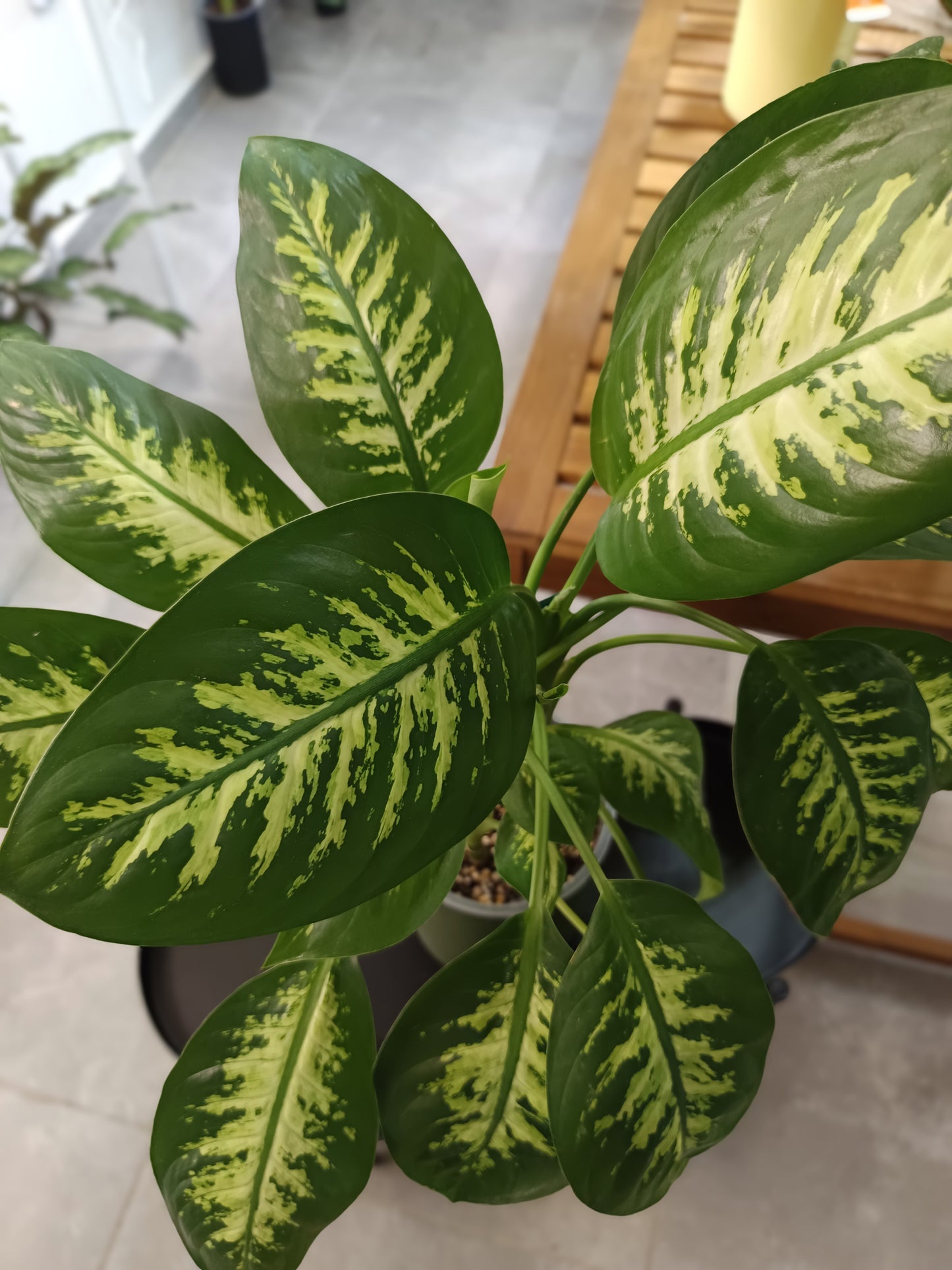 Dieffenbachia compacta