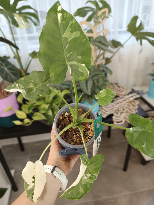 Alocasia 'Okinawa Silver'