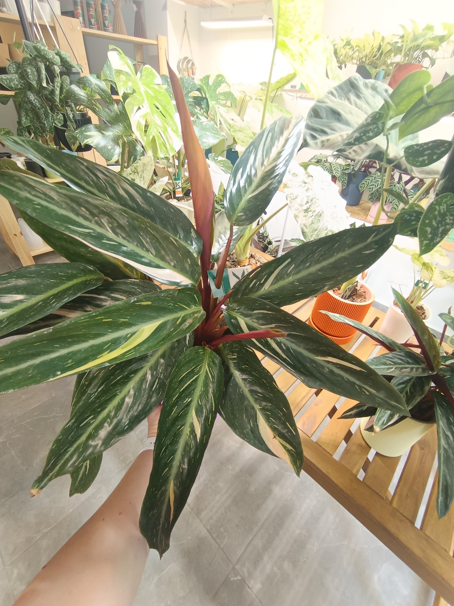 Stromanthe sanguinea 'Triostar' (Calathea Triostar)