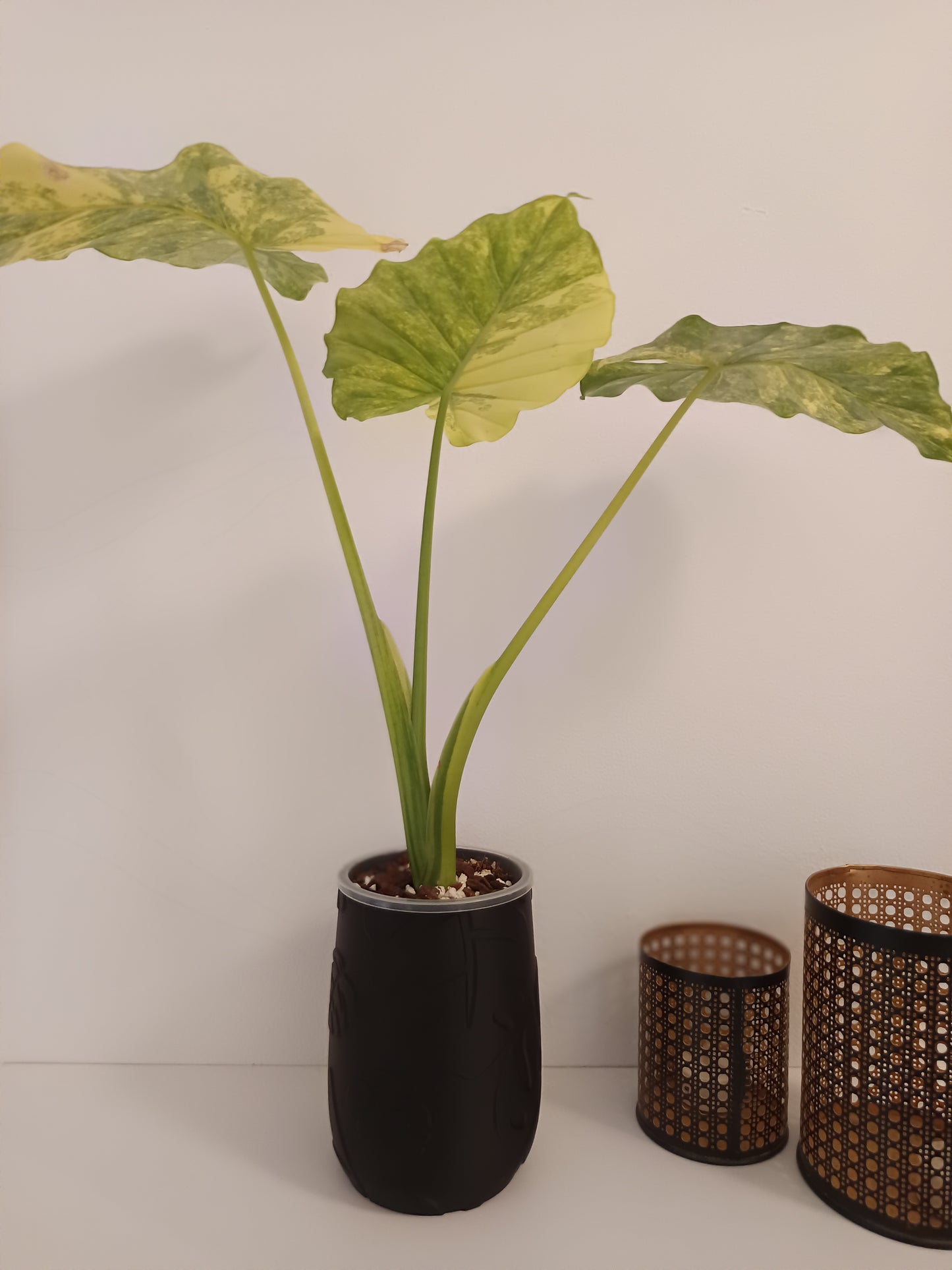 NestPot Monstera – Decorative Cage Cover for Aroid Nursery Pots