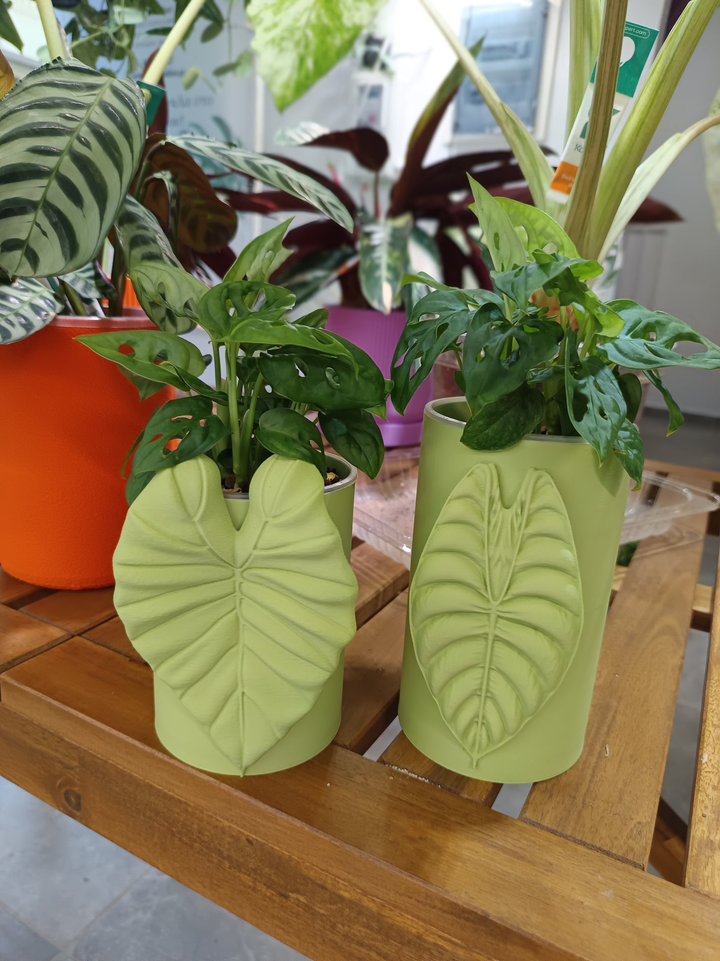 Monstera adansonii