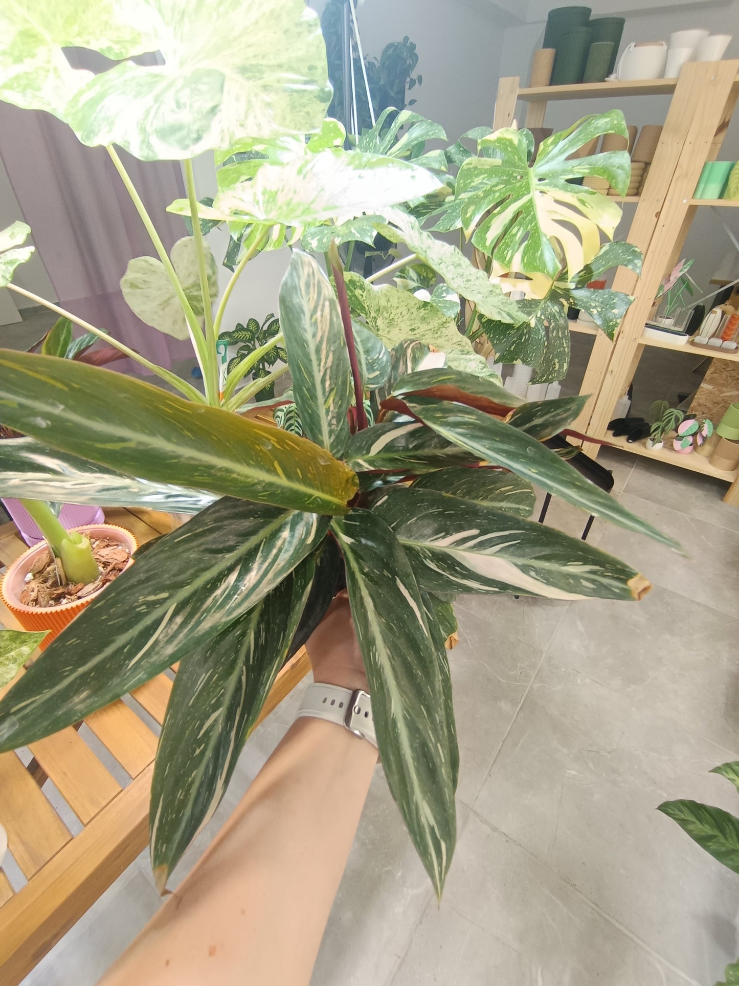 Stromanthe sanguinea 'Triostar' (Calathea Triostar)