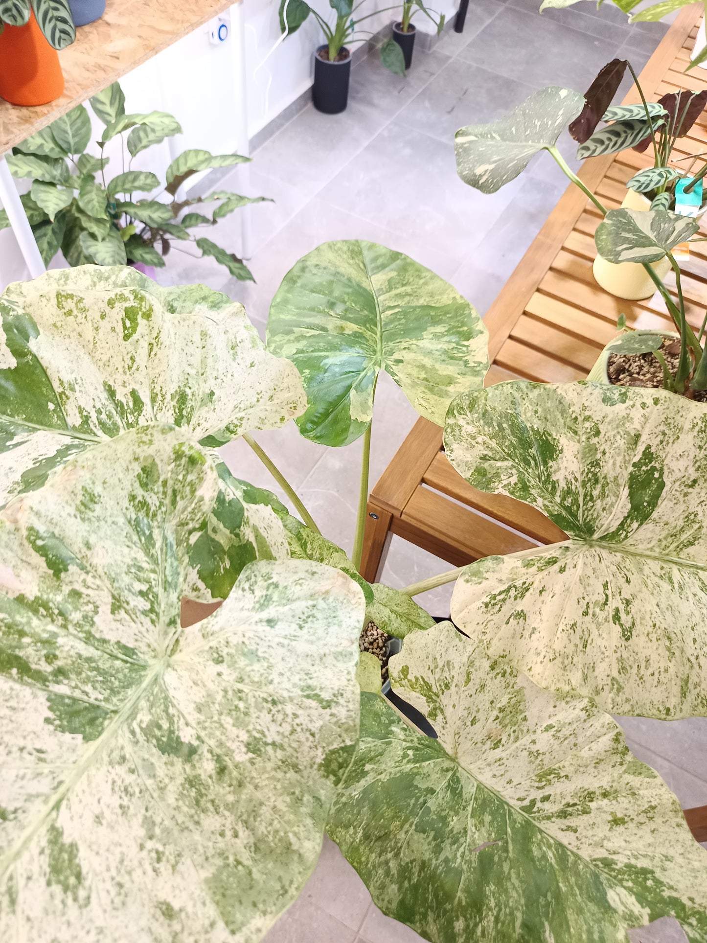 Alocasia macrorrhizos 'Camouflage'