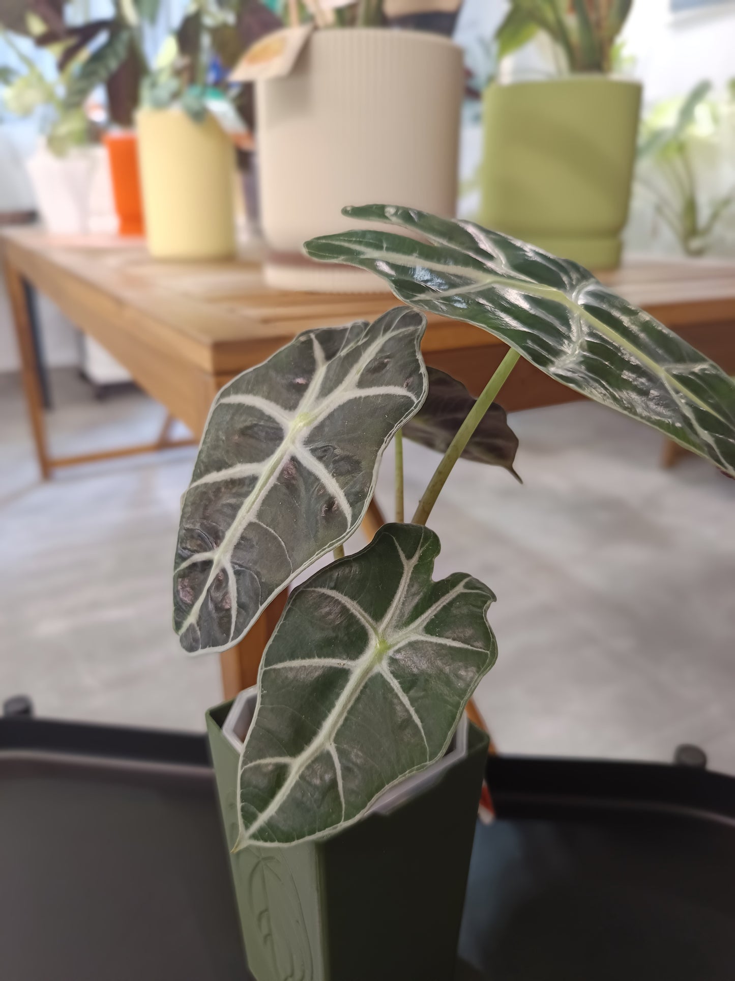 Alocasia 'Polly'