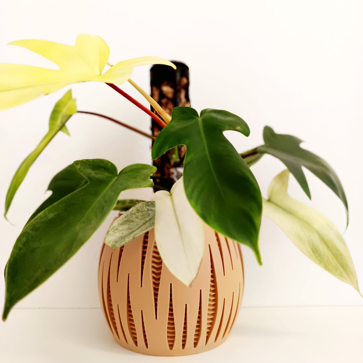 Split - Matching Self Watering Planters Set