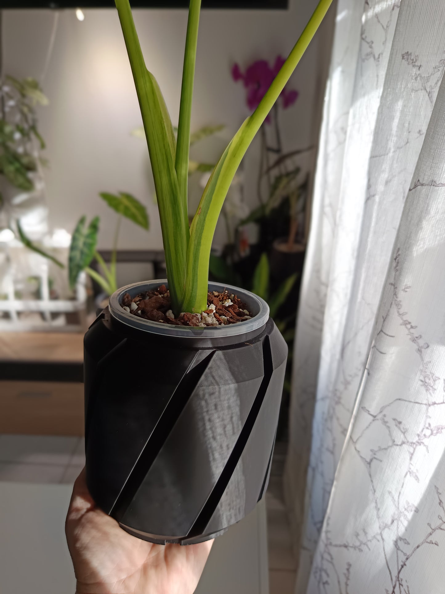 NestPot Cens – Decorative Cage Cover for Aroid Nursery Pots