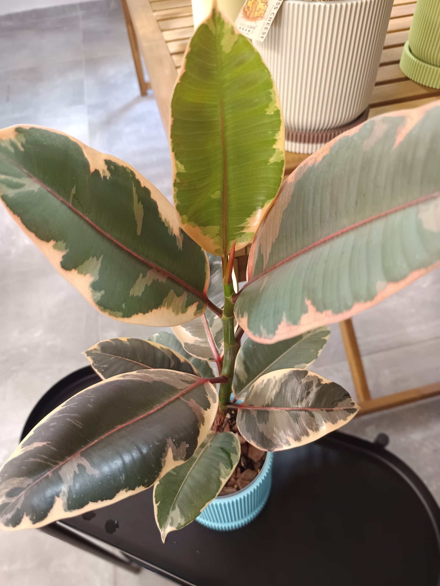 Ficus elastica 'Belize'