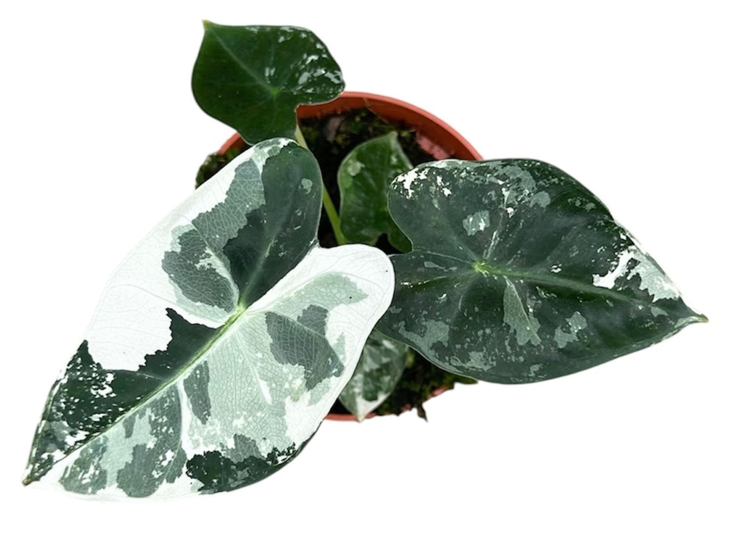 Alocasia micholitziana 'Frydek Variegata'